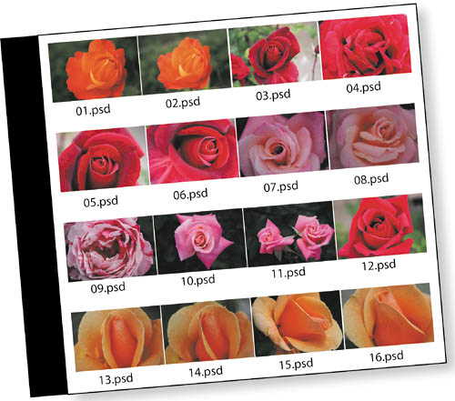 photoscontact sheets ofcontact sheetscreatingCDscreating contact sheets forCreate a Contact Sheet for Your Image CD