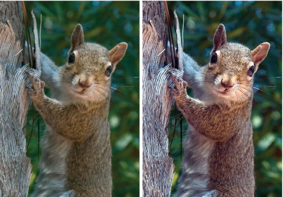A quick click of the Auto Levels button can make a very dramatic difference in how vivid your photo is. The original photo of the squirrel (left) isn't bad, and you might not realize how much better the colors could be. But the photo on the right shows how much more effective your photo can be once Auto Levels has balanced the colors.