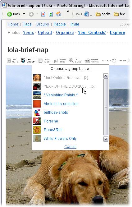 The best part of Flickr is sharing your photos and your interests with other like-minded people in Flickr groups. For example, someone created a Year of the Dog 2006 group. In short order, Flickrites filled it with dog photos.