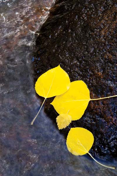 These weren’t the only aspen leaves floating in Rock Creek, but by choosing a long lens and framing tightly I eliminated everything but these few leaves, the rocks, and water. The contrasting colors really make you notice the leaves. Eastern Sierras, California.