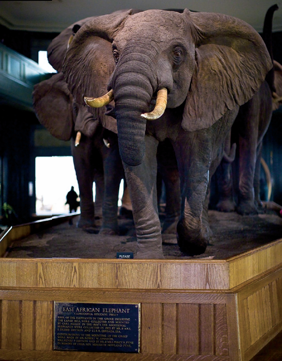The Museum of Natural History