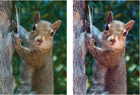 A quick click of the Auto Levels button can make a very dramatic difference.Left: The original photo of the squirrel isn’t bad, and you may not realize how much better the colors could be.Right: This image shows how much more effective your photo is once Auto Levels has balanced the colors.