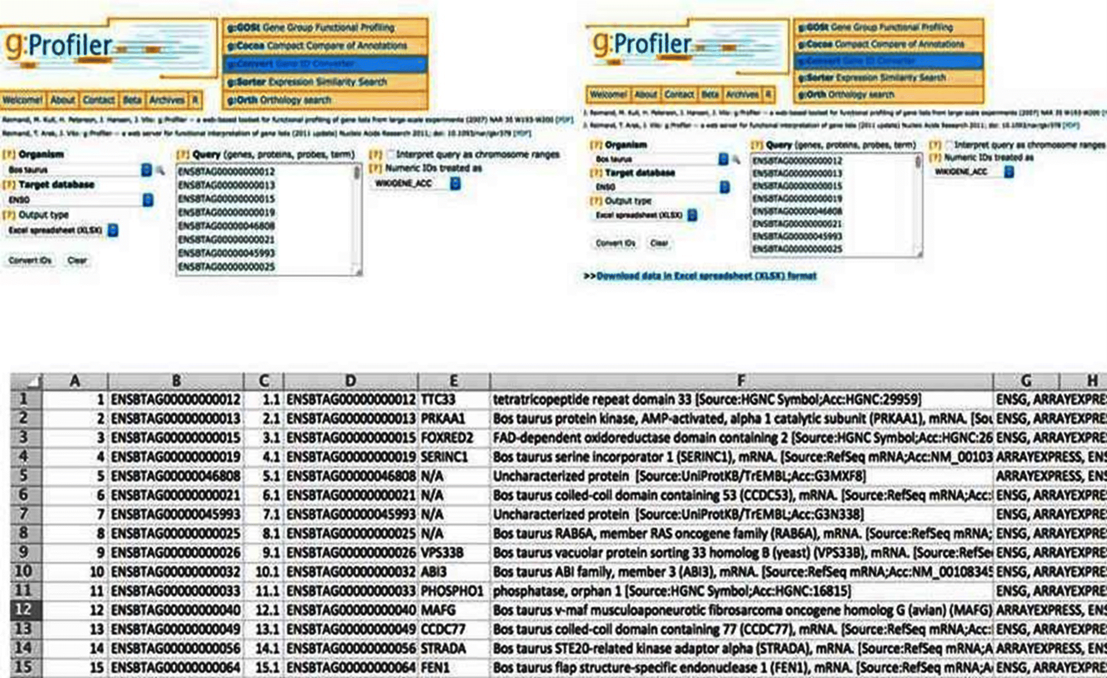 Performing the functional annotation through g:Profiler database windows (top) with the excel window (bottom).