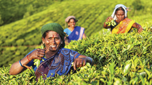 Photo showing three women working in a tea/coffee plantation.