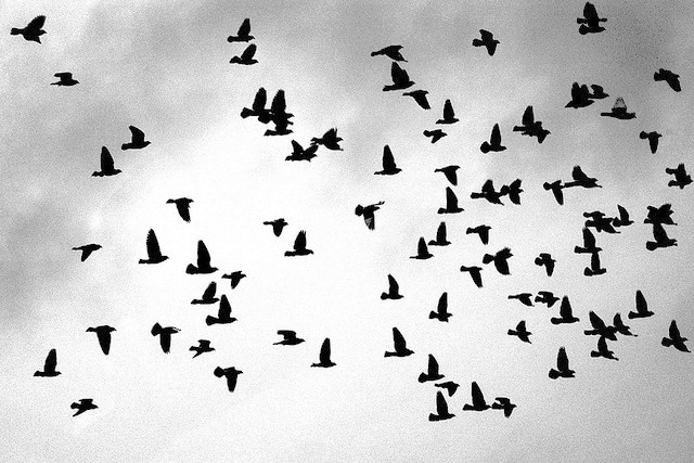Flocking birds, adapted from a photo taken by Eugene Zemlyanskiy (http://www.flickr.com/photos/pictureperfectpose/81938785/)