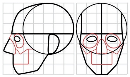 Mapping out the proportions of the head. Overall, you can view the head as being constructed around the sphere of the cranium, with the face extending forward and downward from it. Here, the proportions of the head are laid out on a grid scaled to one eye-width per unit. Certain important features of the skull, including the cheekbones, eye sockets, and upper jaw, are marked in red.
