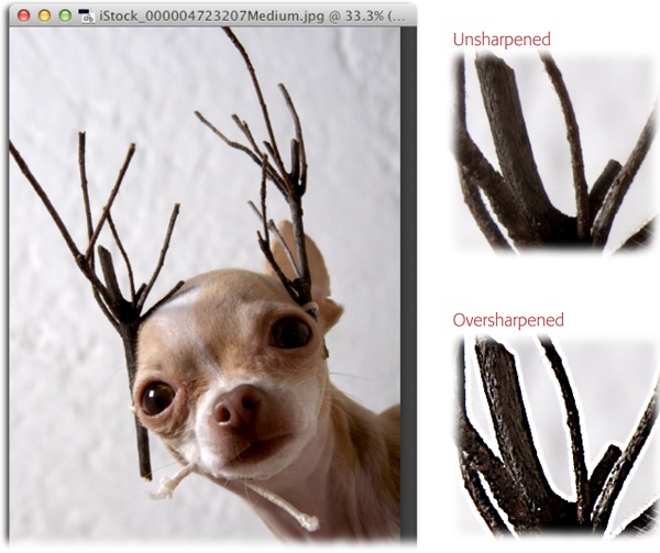 Left: It’s easy to spot the edges in this image because its contrast is pretty high, especially between the antlers and the light background.Right: In this before-and-after closeup of the Chihuahua’s antlers—who does that to their pet?—see how the edges are emphasized after some overzealous sharpening (bottom)? The weird white glow around the antlers is the dreaded sharpening halo.