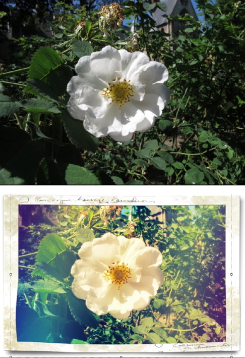 Top: Here’s a photo straight from the camera.Bottom: After a few clicks in the Quick Fix window’s Effects, Textures, and Frames panels, the image is all ready for you to use in a project or on a scrapbook page.