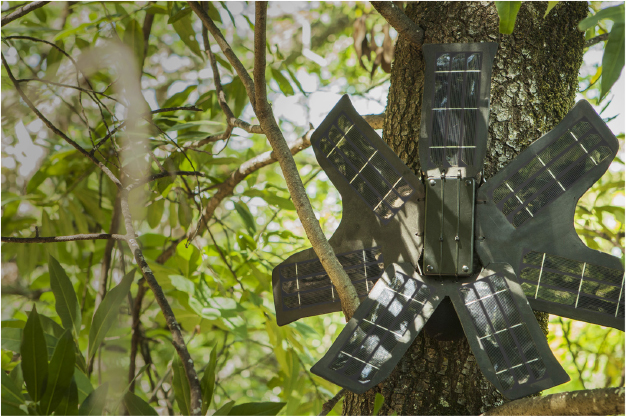 One of Rainforest Connectionâs modified phones, placed to monitor sounds associated with illegal loggers (Source: Rainforest Connection)