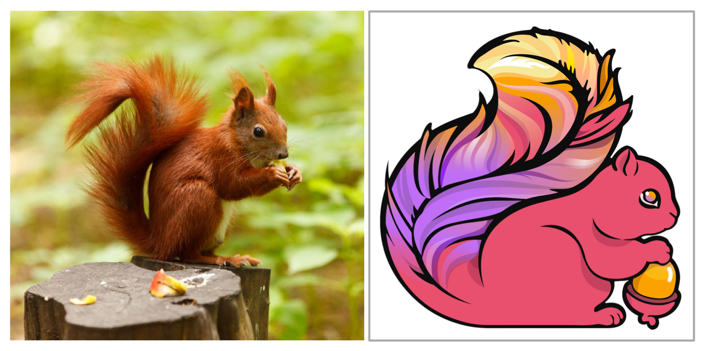 Top: A red squirrel in Berlin with spectacular ears. Bottom: The Apache Flink logo with its spectacular tail. Its colors reflect that of the Apache Software Foundation logo. It’s an Apache-style squirrel!